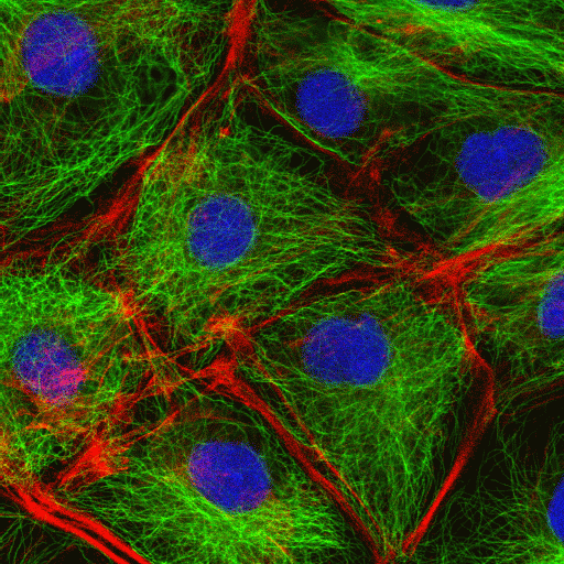 Cytoskeleton – the movers and shapers in the cell | British Society for Cell  Biology